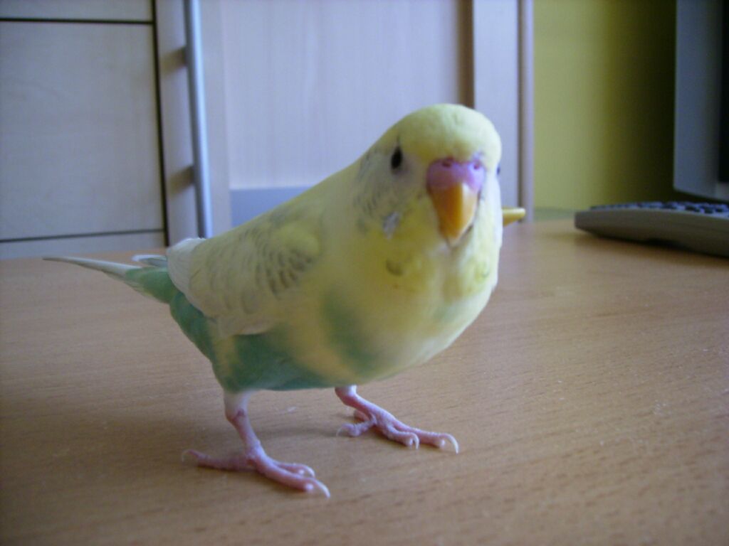 Djidji pozira1.JPG